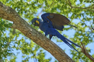 A blue macaw with spread wings on a branch, surrounded by tropical leaves, Hyacinth Macaw