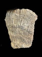 Korallenstock, Jura approx. 160 million years old, fossil, approx. 60 cm high and 40 cm wide,