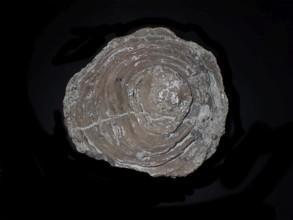 Fossil coral, petrification, Cunnolites sp., fossil, chalk, Santonium, Gosau layers, around 80