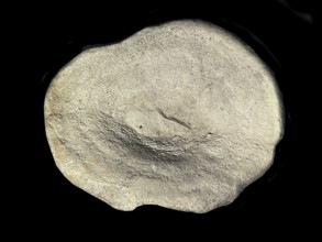 Fossil sponge, petrification, Porifera spee., fossil, campan, chalk, around 80 million years old,