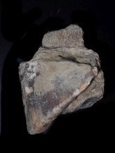 Fossil coral, petrification, chalceola sandalina, fossil, Devonian around 395 million years old,