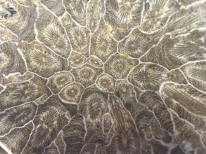 Hexagonaria hexagona, polished, polyp, coral polyp, fossil coral, fossilization, Devonian, Middle