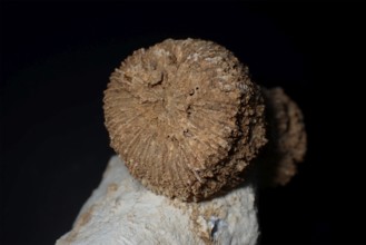 Fossil coral, petrification, Thecosmilia trichotoma., fossil, Malm, Jura, around 150 million years