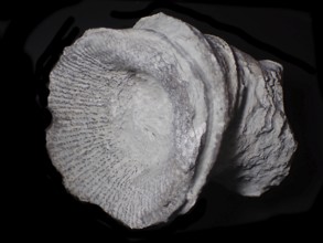 Fossil coral, petrification, cystiphyllum tenue, fossil, siluric around 430 million years old,