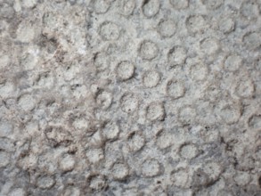 Fossil coral, petrification, Heliolites spec., fossil, Silurian about 430 million years old,