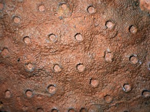 Fossil coral, petrification, Phillipsastrea cf. pineapple, fossil, Devonian around 360 million