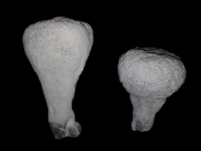 Fossil sponge, petrification, Porifera spec., fossil, campan, chalk, around 80 million years old,