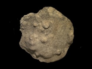 Fossil coral, petrification, Favorites spec., fossil, Silurian around 430 million years old,