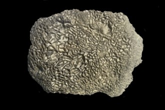 Fossil coral, petrification, Halysites spec., fossil, Silurian, around 430 million years old,