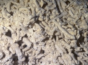 Fossil coral, petrification, Dendrophyllia candelabrum, fossil, Middle Dan, about 60 million years