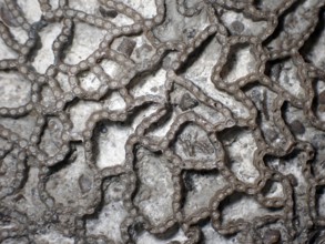 Fossil coral, petrification, Halysites Spec., Silurian, fossil, approximately 430 million years