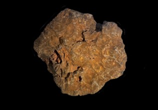 Hexagonaria hexagona, fossil coral, fossil, Devonian, Middle Devonian, approximately 395 million