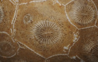 Hexagonaria hexagona, polished, polyp, coral polyp, fossil coral, fossil, petrification, Devonian,