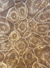 Hexagonaria hexagona, polished, polyp, coral polyp, fossil coral, fossil, petrification, Devonian,