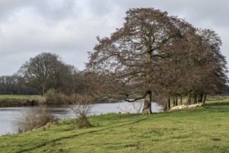 Schwarzerle an der Ems, Emsland, Lower Saxony, Germany