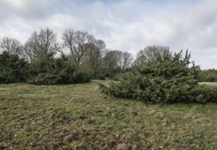 Juniper (Juniperus communis) and English oak (Quercus robur), Meppener Weide, Emsland, Lower