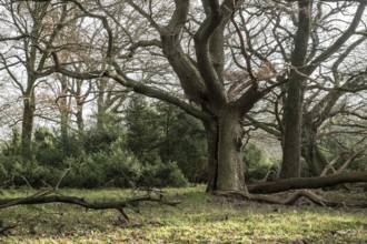 Old hut oaks (Quercus robur) and junipers (Juniperus communis), Meppener Weide, Emsland, Lower