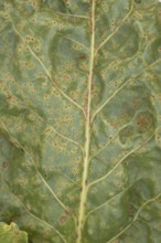 Sugar beet (Beta vulgaris) leaf with Rust (Uromyces betae) fungal plant pathogen disease, England,