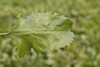 Sugar beet (Beta vulgaris) leaf with Rust (Uromyces betae) fungal plant pathogen disease, England,