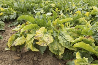 Sugar beet (Beta vulgaris) crop plants in a farm field infected with virus yellows plant pathogen,