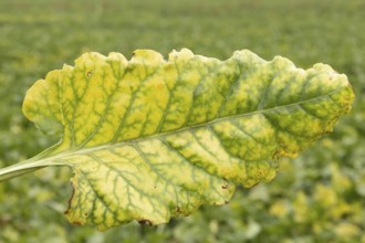 Sugar beet (Beta vulgaris) crop plant leaf in a farm field infected with virus yellows plant