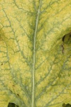 Sugar beet (Beta vulgaris) crop plant leaf in a farm field infected with virus yellows plant