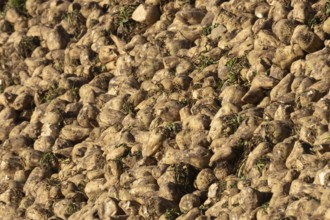 Sugar beet (Beta vulgaris) crop plant roots in a clamp or pile after harvest, England, United