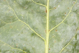 Sugar beet (Beta vulgaris) leaf with Rust (Uromyces betae) and Powdery mildew (fungal plant