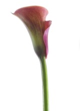 Pink Calla, Rehmann Calla (Zantedeschia rehmannii)