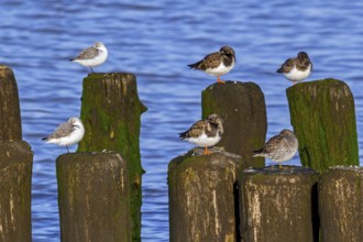 Sanderlings, ruddy turnstones and purple sandpiper in winter plumage resting on wooden breakwater,