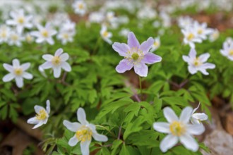 Pink wood anemone among colonial growth of white anemones / European thimbleweed (Anemone nemorosa)