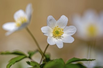 Wood anemone / European thimbleweed (Anemone nemorosa) close-up of white flower showing yellow