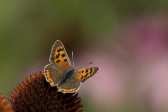 Small copper butterfly (Lycaena phlaeas) adult insect on a Coneflower (Echinacea purpurea) plant