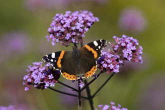 Red admiral butterfly (Vanessa atalanta) adult insect feeding on garden purple Verbena flowers in