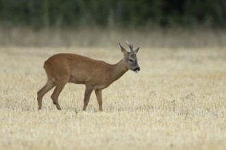 Roe deer (Capreolus capreolus) adult animal male roebuck in a farmland stubble field sticking its