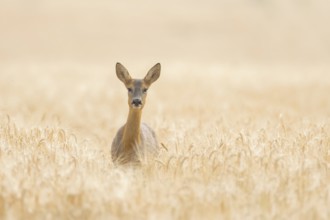 Roe deer (Capreolus capreolus) adult animal female doe in a farmland barley field in summer,