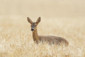 Roe deer (Capreolus capreolus) adult animal female doe in a farmland barley field with its eyes