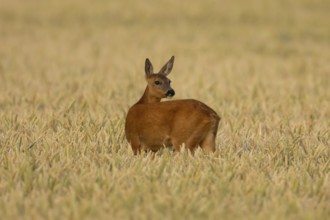 Roe deer (Capreolus capreolus) adult animal female doe in a farmland wheat field in summer,