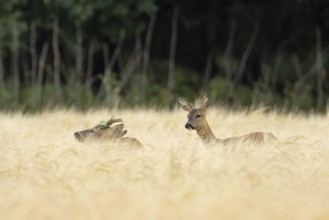 Roe deer (Capreolus capreolus) adult male roebuck and female doe two animals in a farmland barley