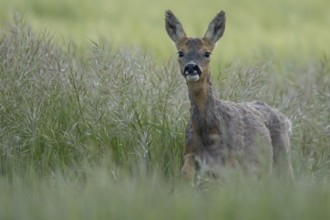 Roe deer (Capreolus capreolus) adult animal female doe in a farmland cereal field in summer,