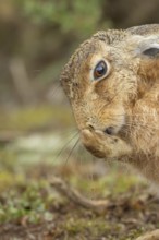 European brown hare (Lepus europaeus) adult animal washing its foot in summer, England, United