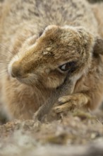 European brown hare (Lepus europaeus) adult animal head portrait, England, United Kingdom