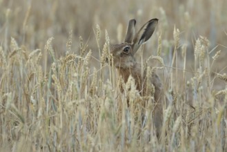 European brown hare (Lepus europaeus) adult animal feeding on a wheat sheath in a farmland field in
