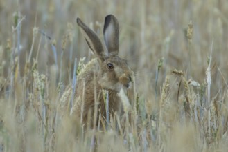 European brown hare (Lepus europaeus) adult animal in a farmland wheat field in summer, England,