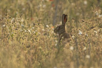 European brown hare (Lepus europaeus) adult animal amongst wildflowers in a farmland field in