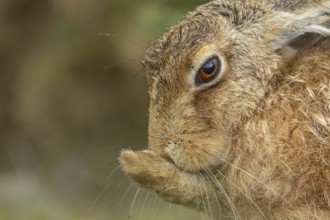 European brown hare (Lepus europaeus) adult animal washing its foot in summer, England, United