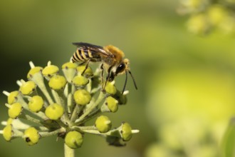 Ivy bee (Colletes hederae) adult insect feeding on Ivy flowers in the summer, England, United