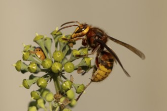 European hornet (Vespa crabro) adult wasp insect feeding on Ivy flowers in the summer, England,