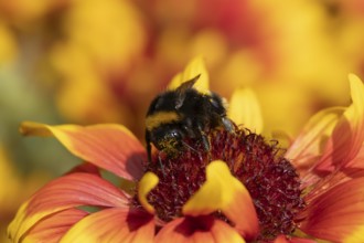 Buff tailed bumblebee (Bombus terrestris) adult bee insect feeding on garden Gaillardia flower in