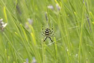 Wasp spider (Argiope bruennichi) adult in its web amongst lavender plants in the summer, England,